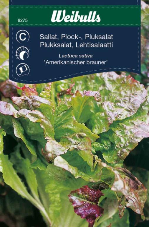 Salat pluk 'Amerikanischer brauner'