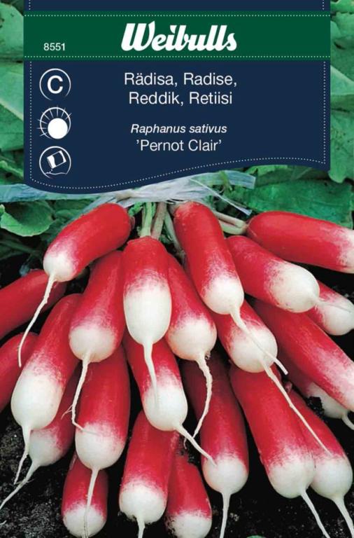 Radise 'Pernot Clair'