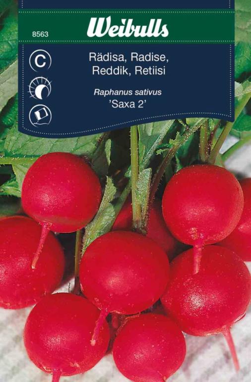 Radise 'Saxa 2'