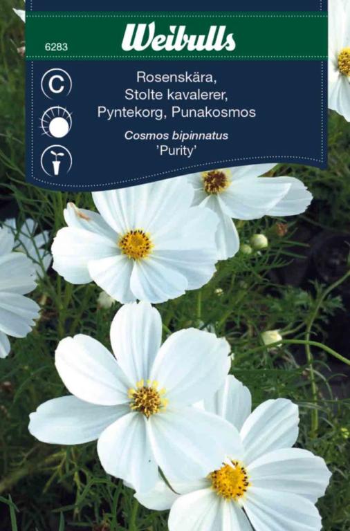 Stolte kavalerer hvid 'Purity'