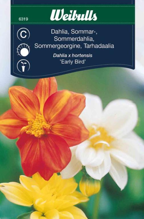 Dahlia sommer 'Early bird'