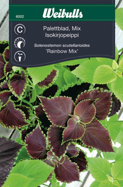Coleus 'Rainbow Mix'