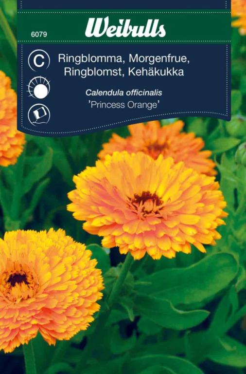Morgenfrue 'Princess Orange'