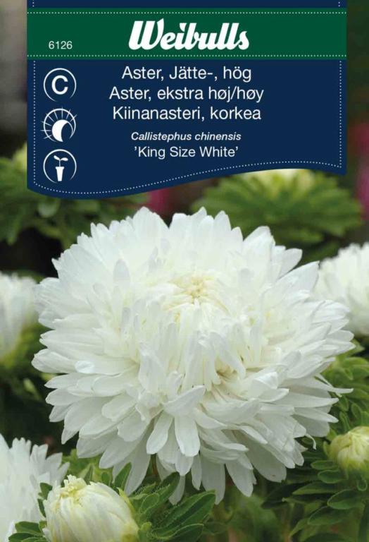 Asters ekstra høj 'King Size White'