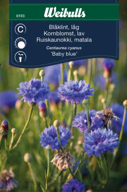 Kornblomst lav 'Baby blue'