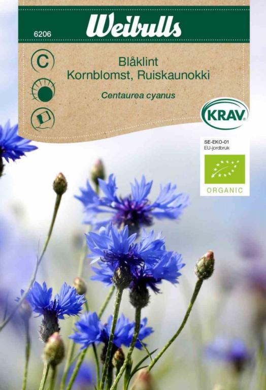 Kornblomst ØKO