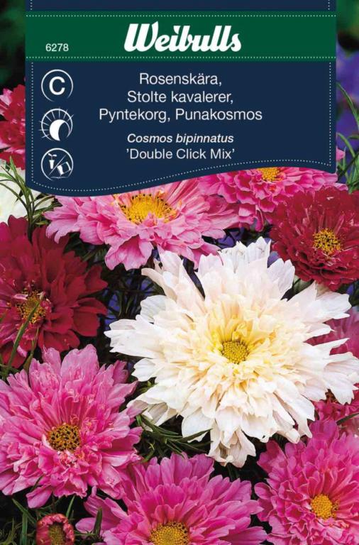 Stolte kavalerer 'Double Click Mix'