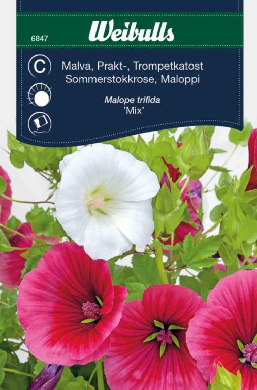 Trompetkatost 'Mix'