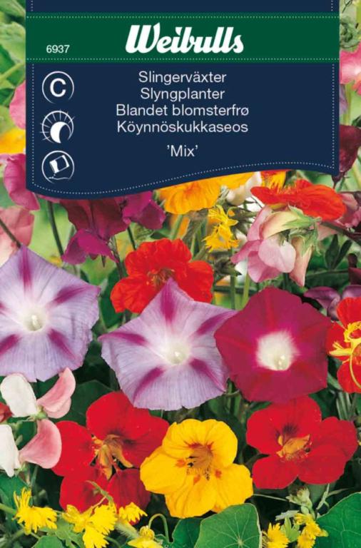 Blandet blomster Slyngplanter 'Mix'