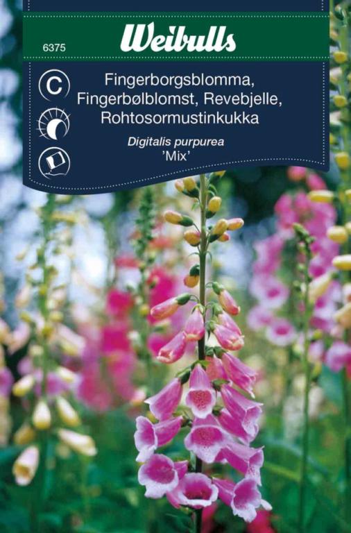 Fingerbøl blomst 'Mix'