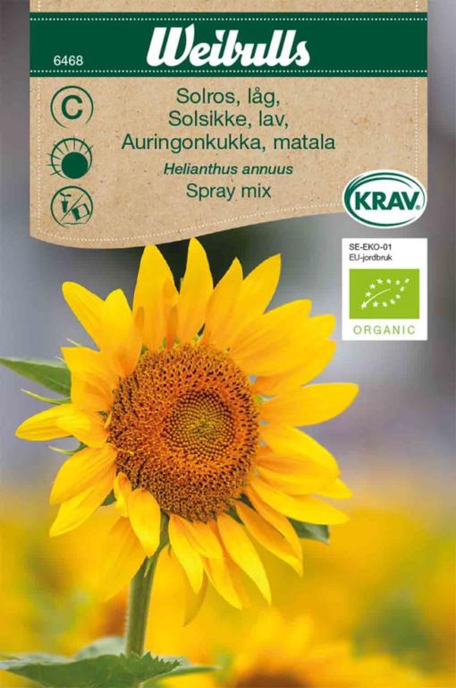 Solsikke lav 'Spray mix' ØKO