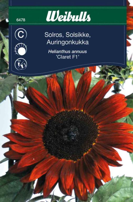 Solsikke 'Claret' F1