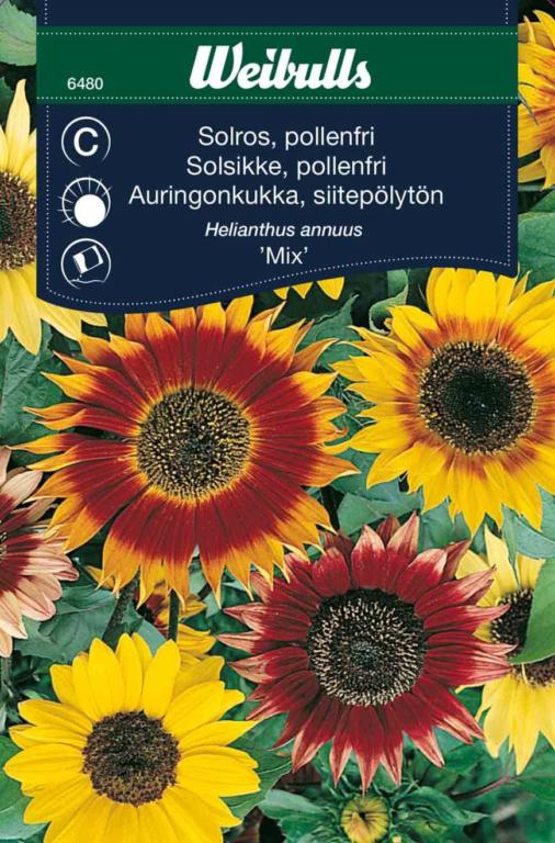 Solsikke pollenfri 'Mix'