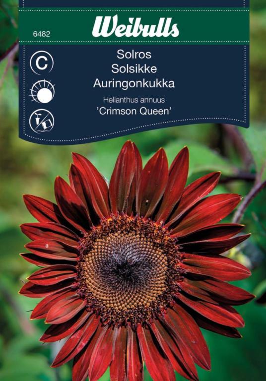 Solsikke 'Crimson Queen'