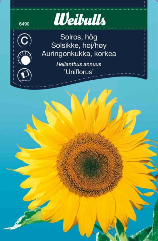 Solsikke høj 'Uniflorus'