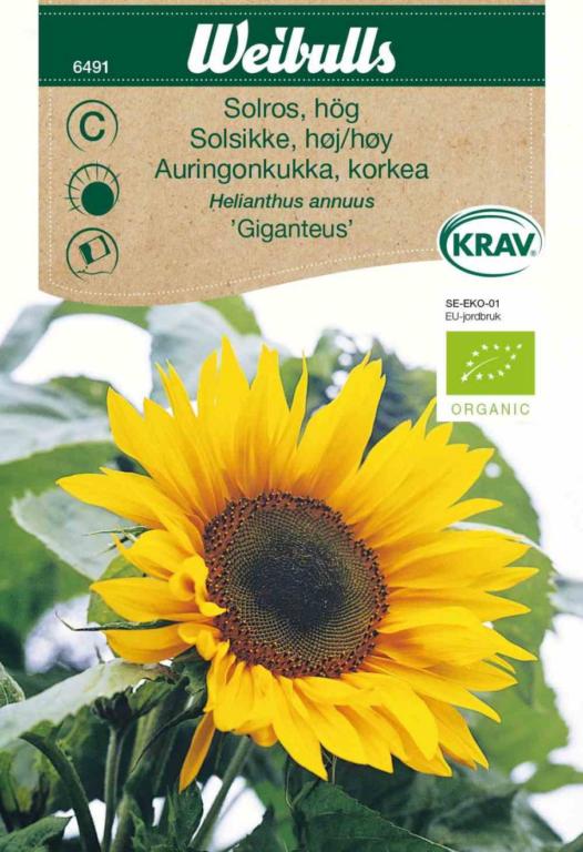 Solsikke 'Giganteus' ØKO