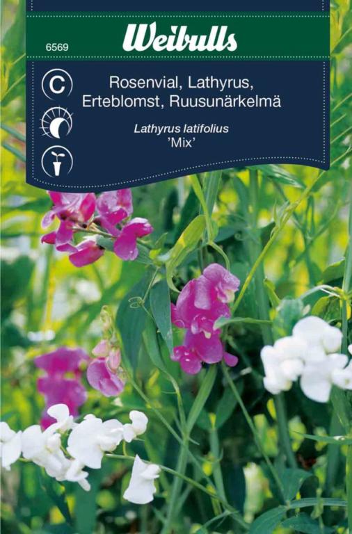 Ærteblomst 'Mix'
