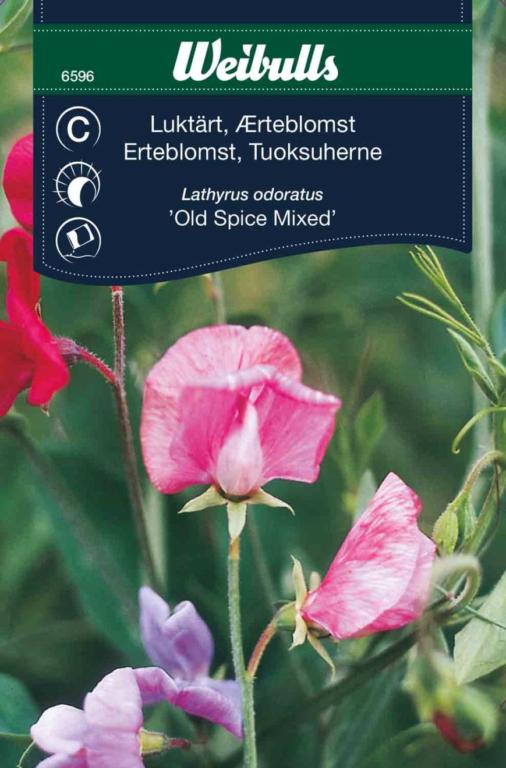 Ærteblomst 'Old Spice Mixed'