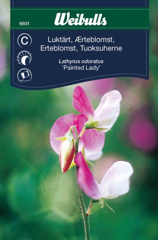 Ærteblomst 'Painted Lady'