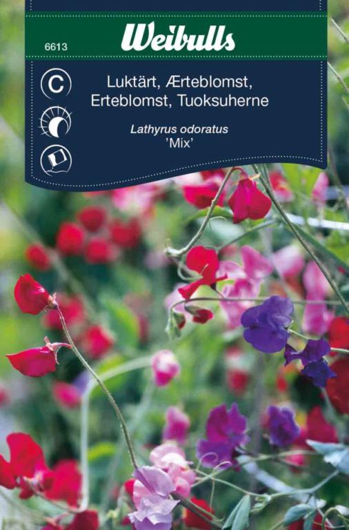 Ærteblomst 'Mix'