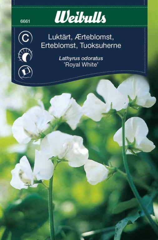 Ærteblomst 'Royal White'