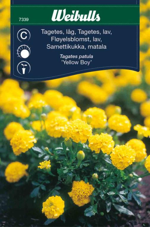 Tagetes lav 'Yellow boy'