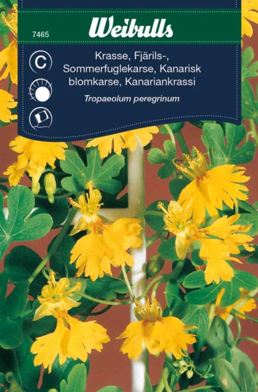 Karse sommerfuglekarse