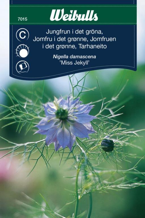 Jomfru i det grønne 'Miss Jekyll'