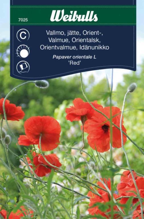 Valmue orientalsk 'Red'