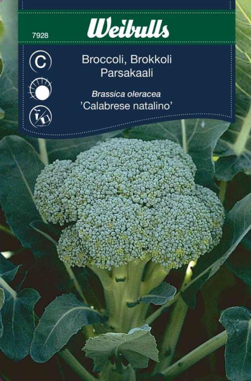 Kål broccoli 'Calabrese natalino'