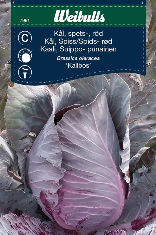 Kål Spids- rød 'Kalibos'