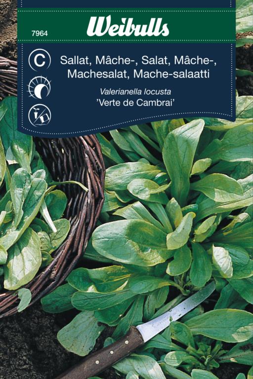 Salat mache ' Verte de Cambrai'
