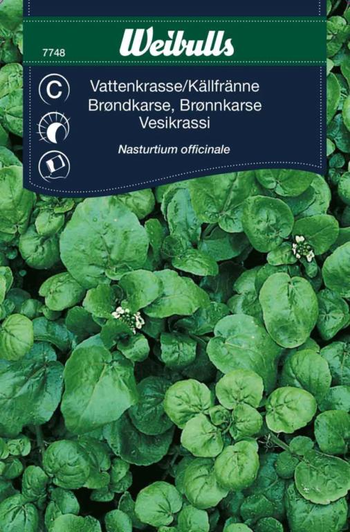 Karse brøndkarse