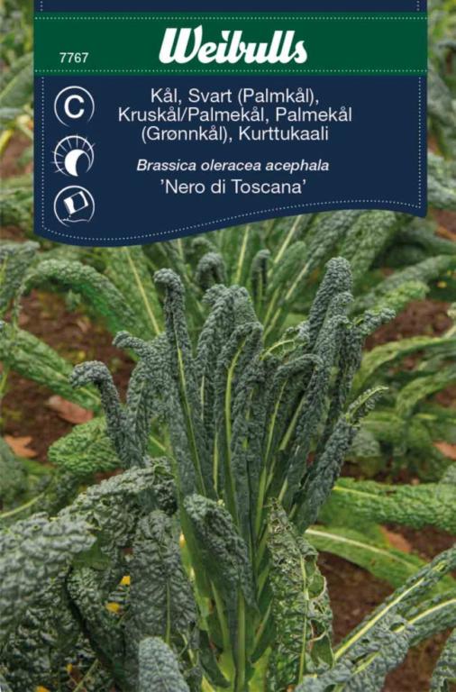 Kål palme middelhav 'Nero di Toscana'