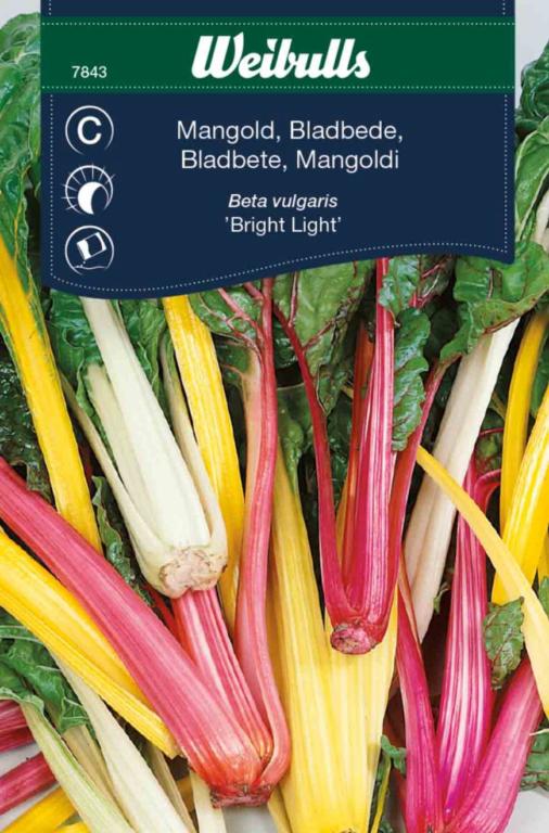 Bladbede 'Bright Lights'