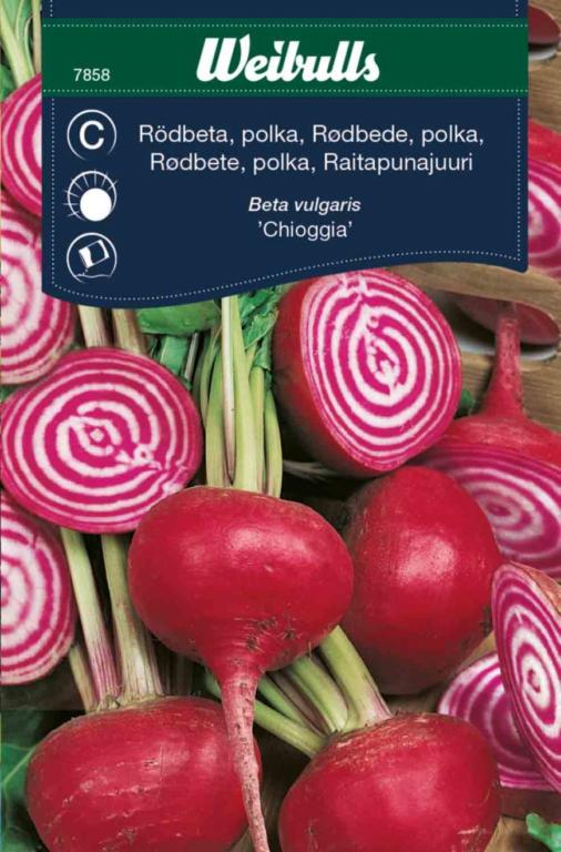Rødbede 'Chioggia'