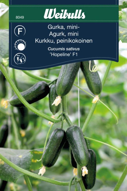 Agurk mini 'Hopeline' F1