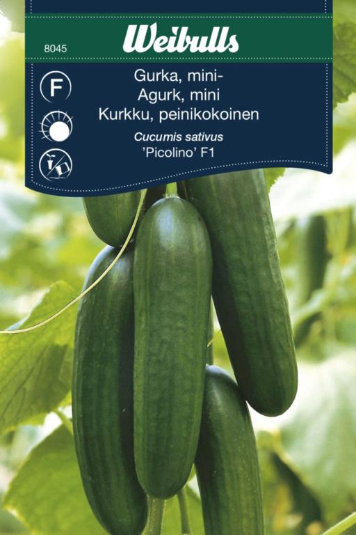 Agurk mini 'Picolino' F1