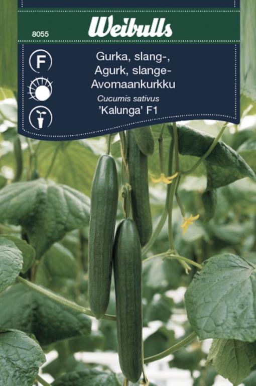 Agurk drivhus 'Kalunga' F1