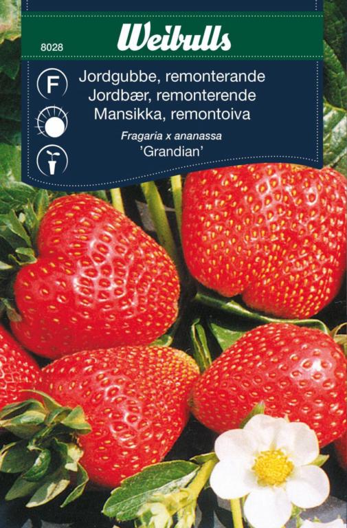 Jordbær 'Grandian'