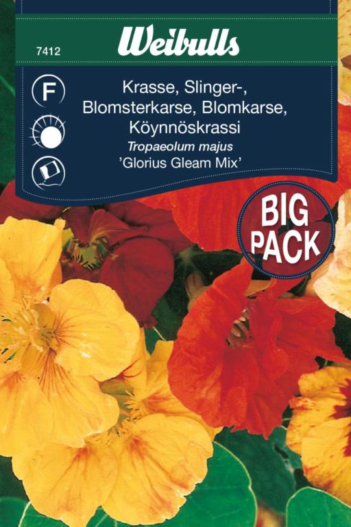 Blomsterkarse, 'Glorius Gleam Mix'