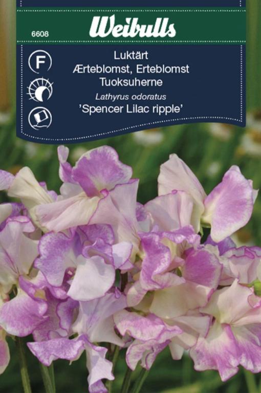 Ærteblomst 'Spencer lilac ripple'