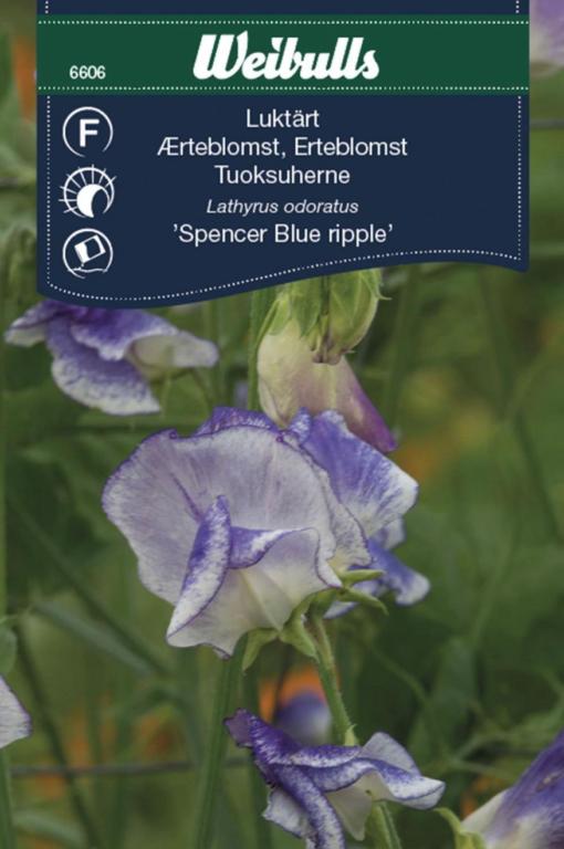 Ærteblomst 'Spencer Blue ripple'