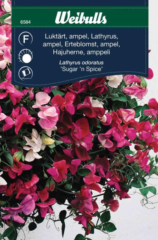 Ærteblomst 'Sugar'n spice'