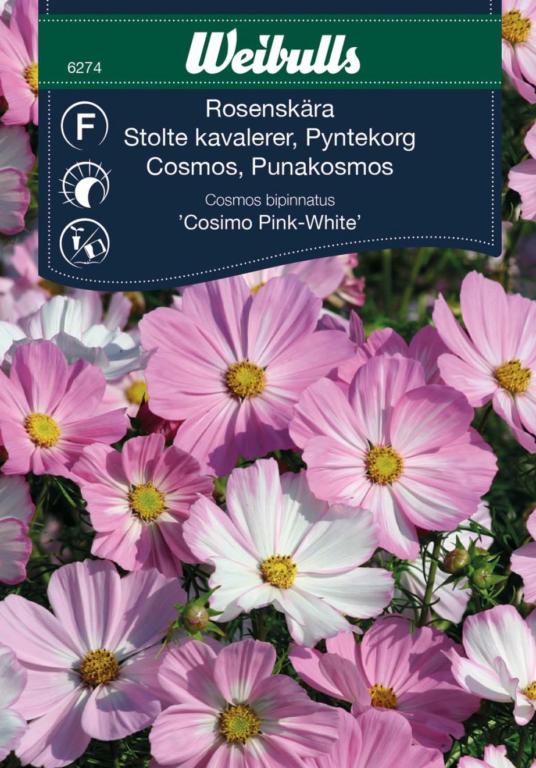 Stolte kavalerer 'Cosimo Pink-white'