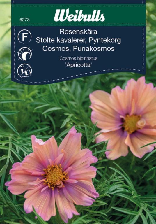 Stolte kavalerer 'Apricott'