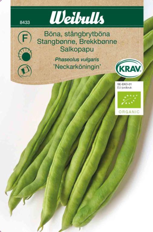Bønne stangbønne 'Neckarkönigin' ØKO