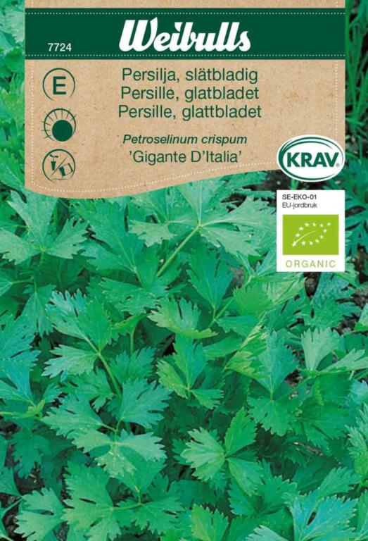 Persille glatbladet 'Gigante d' Italia'