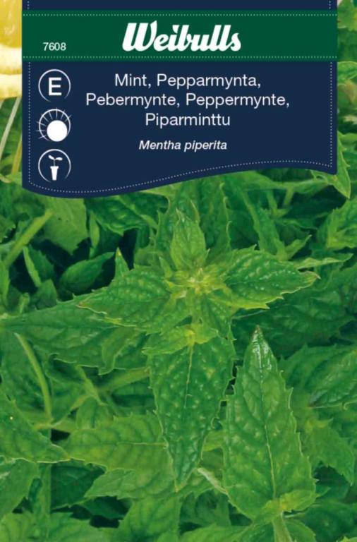 Mint peppermint