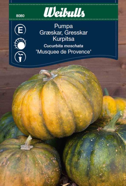 Græskar 'Musquee de Provence'